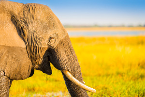 Smiling Elephant Africa Background, an Animal Photo by THP Creative