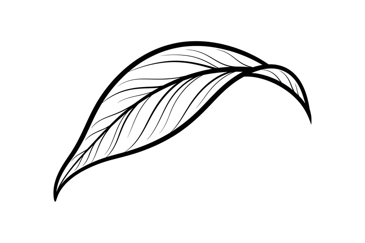 Hand Drawn Leaf Line Art Bundle, an Illustration by hafijul (Photo 24 of 51)