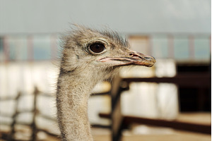 Ostrich profile against a clear blue, an Animal Photo by darksoul72