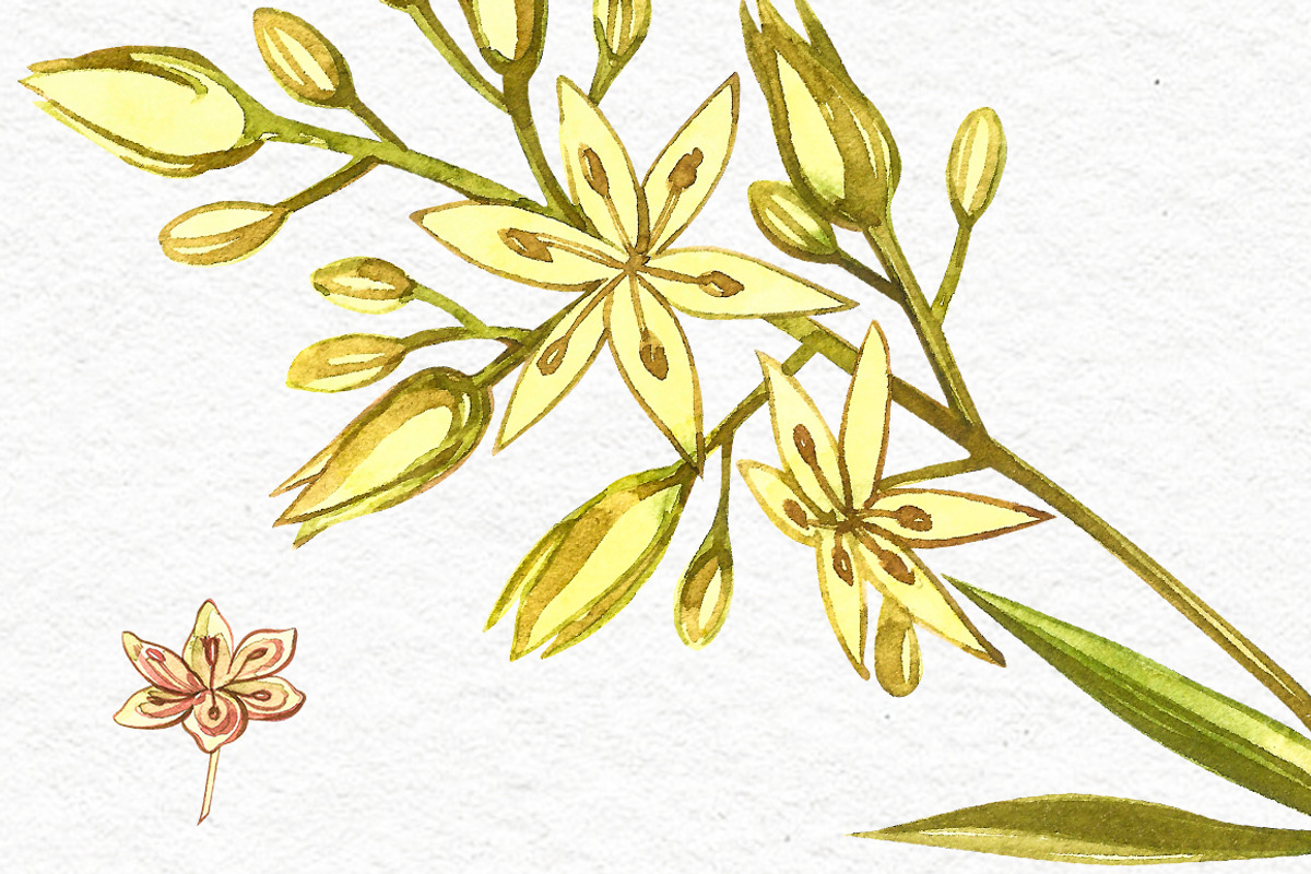 Avocado in botanical style, a Food Illustration by Ann Astro (Photo 13 of 13)