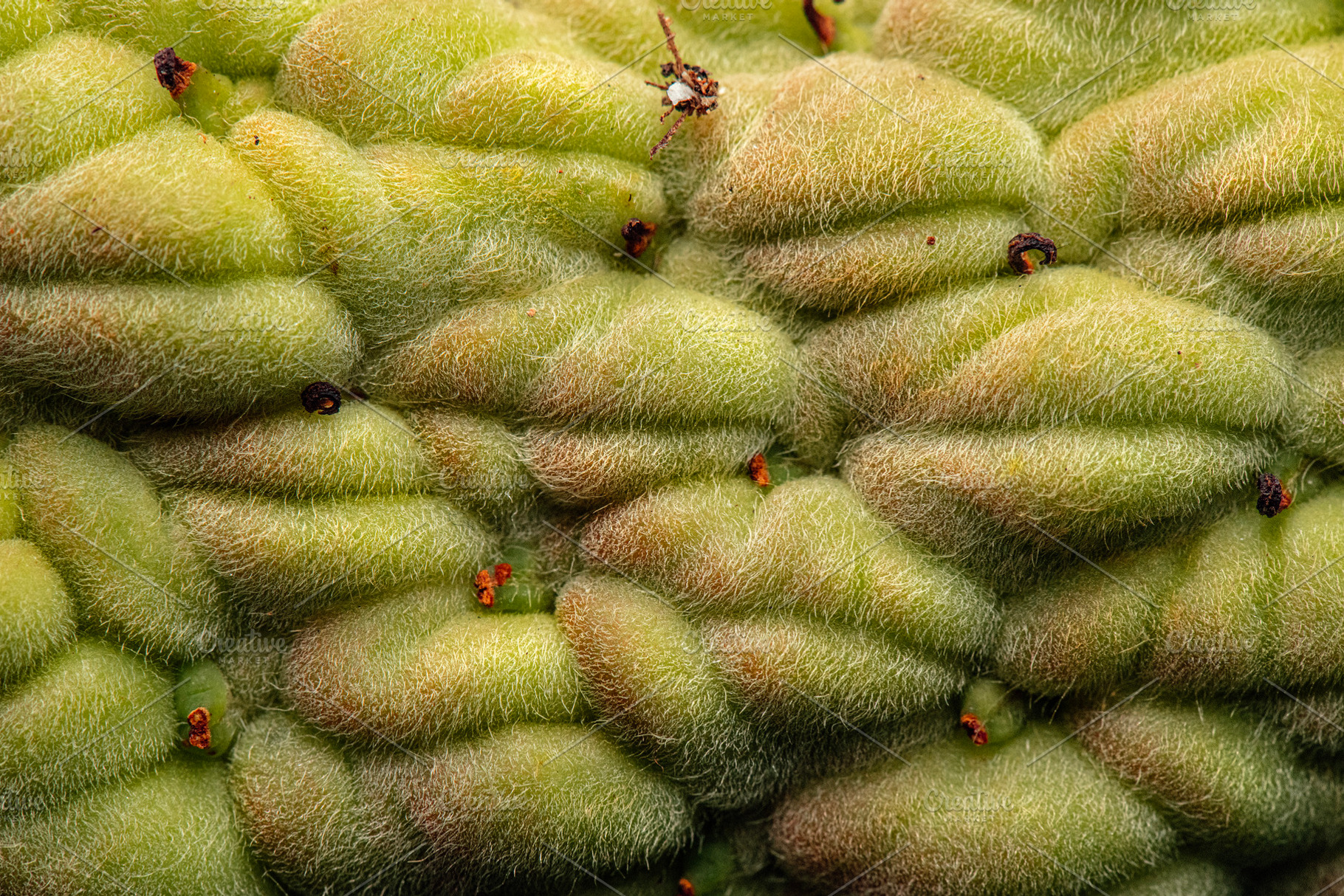 Magnolia Grandiflora Seed Pod, a Nature Photo by Rob D Animal Photography