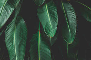 Minimalist Tropical Leaf Background, a Nature Photo by René Jordaan Photography