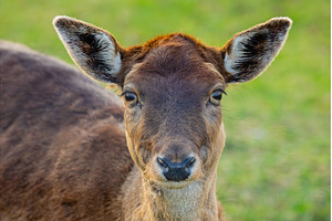 Detailed closeup of a deer, an Animal Photo by Lukas Jonaitis SHOP