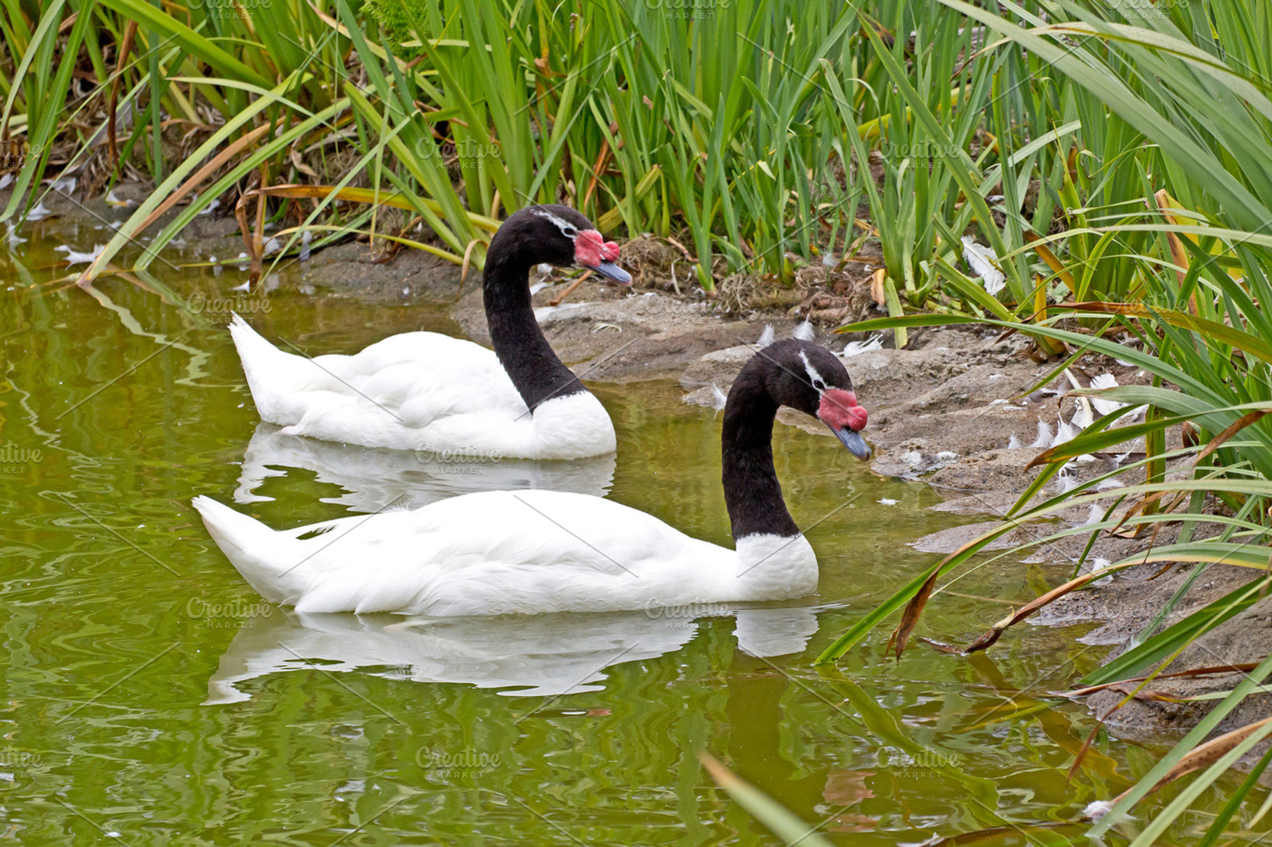 black necked swan