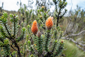 Vibrant flower in the Andes mountains of Ecuador, a Nature Photo by GoodGoods