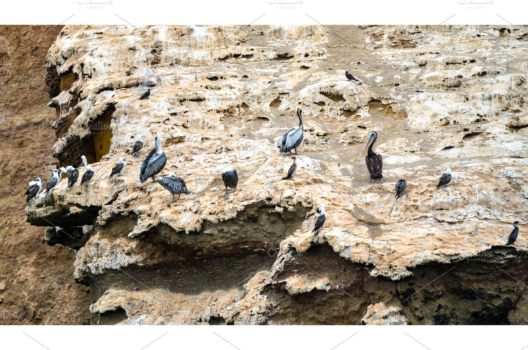 Pelicans and seagulls, an Animal Photo by Leonid Andronov
