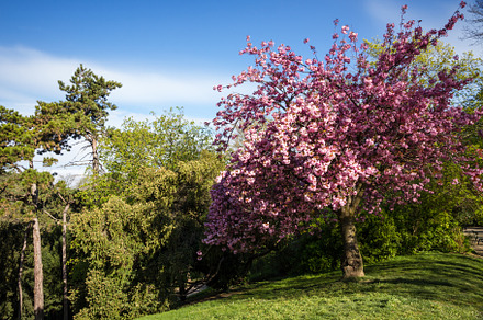 Japanese cherry blossom in spring, a Nature Photo by GoodGoods
