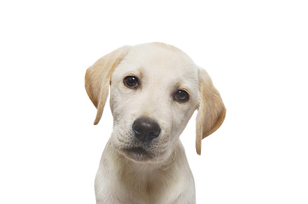 puppy labrador isolated on white bac, an Animal Photo by AlexBush