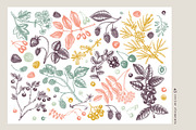 Berry Sketches. Berries Design Set, a Food Illustration by Yevheniia (Thumbnail 3 of 8)