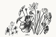 Lotus floral set, a Decorative Illustration by katya.bogina (Thumbnail 2 of 5)