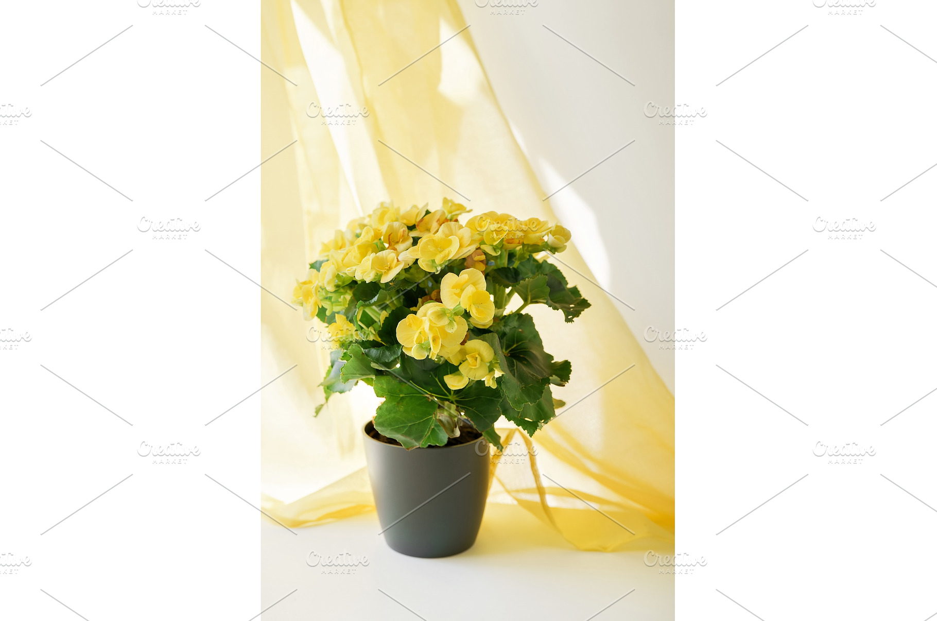 Close up of beautiful yellow begonia, a Nature Photo by Yummypic