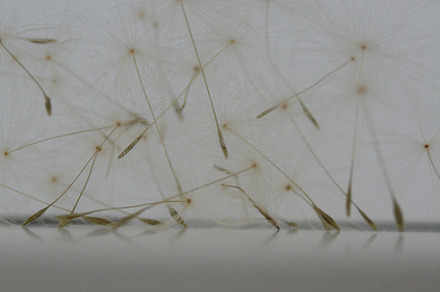 dandelion seeds