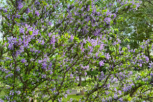 Vietnamese blue bell or Blue braya, a Nature Photo by ArtBackground