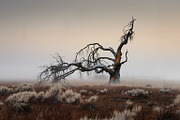 48 Dying Tree Images, a Nature Photo by h.utomo (Thumbnail 42 of 48)