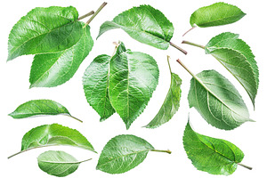 resh green perfect apple leaves, a Nature Photo by Volff