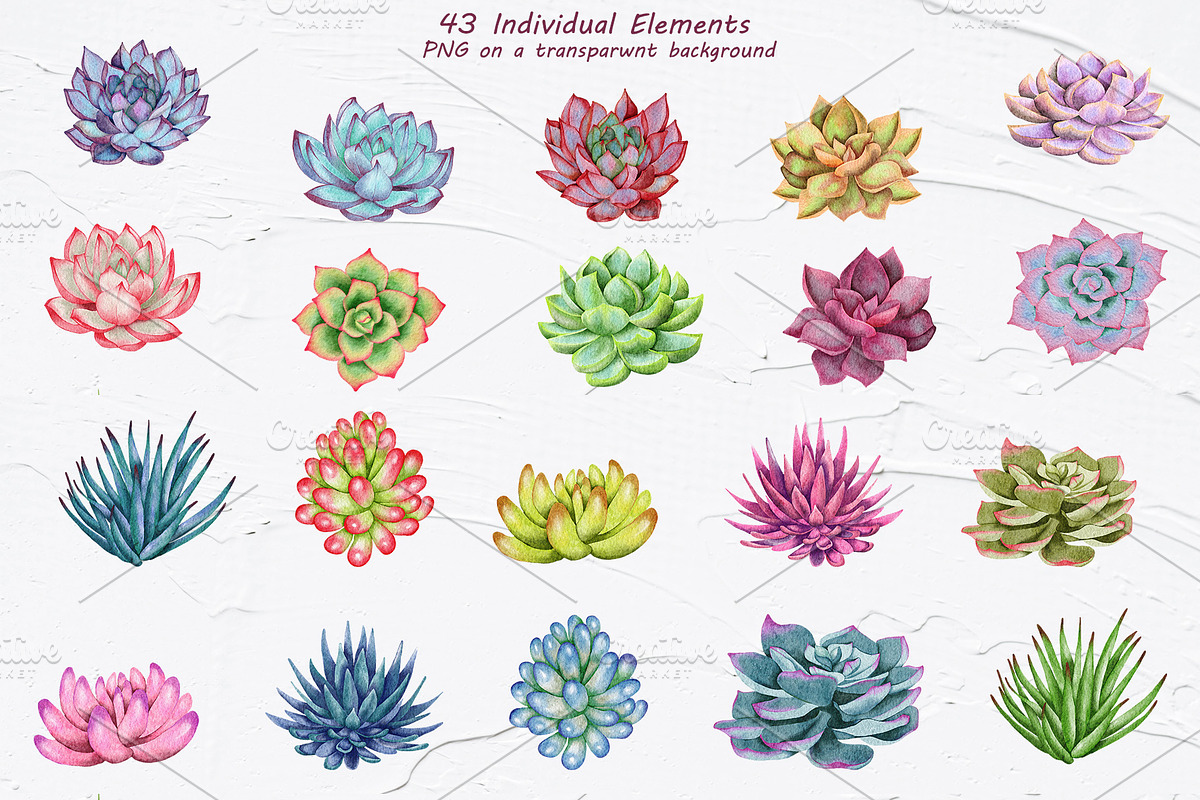 Succulents Watercolor clipart, an Illustration by BarvArt (Photo 6 of 13)