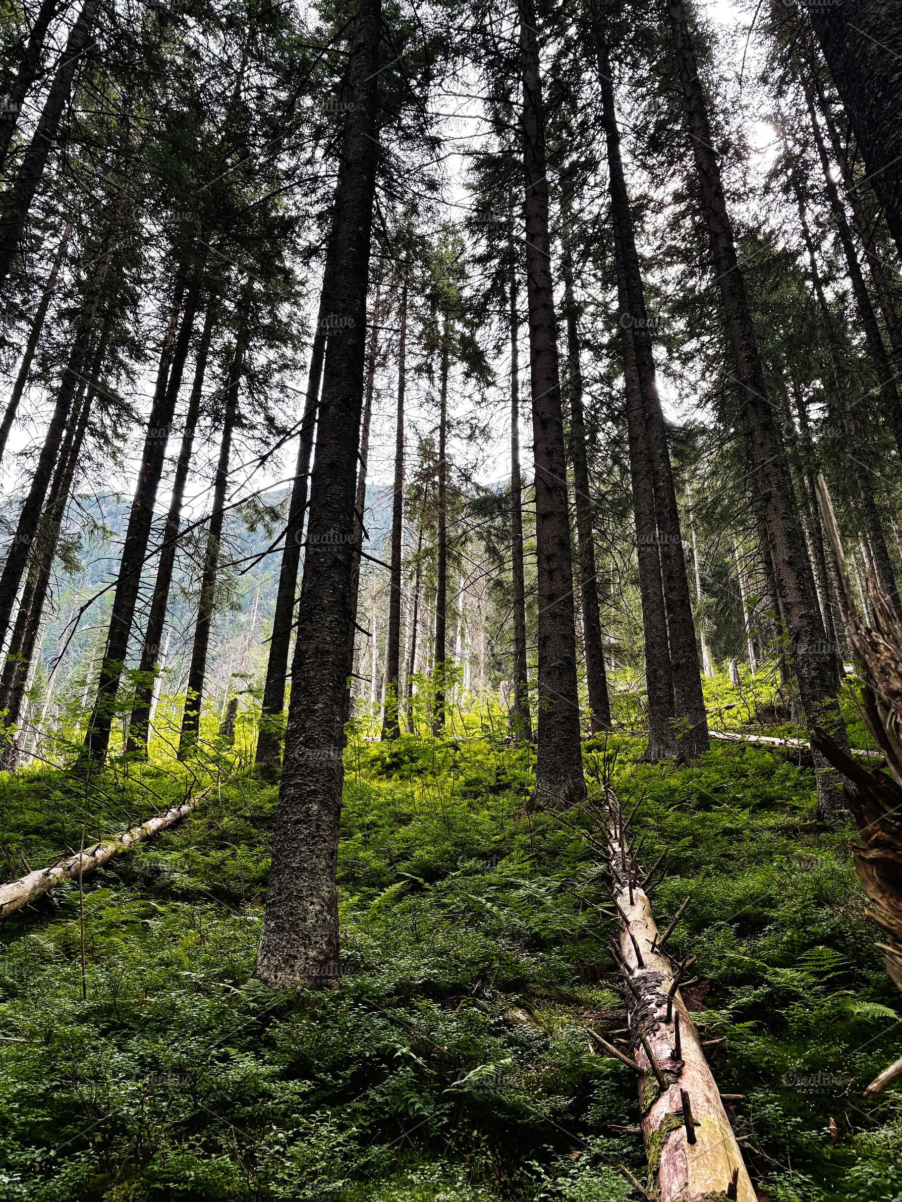 Dense pine forest in Zakopane Poland with tall trees and lush green undergrowth, a Nature Photo by AS photostudio