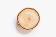 Rustic Wood Slice Vector Clipart Set, an Illustration by BIPLOB EXPERT (Thumbnail 8 of 13)