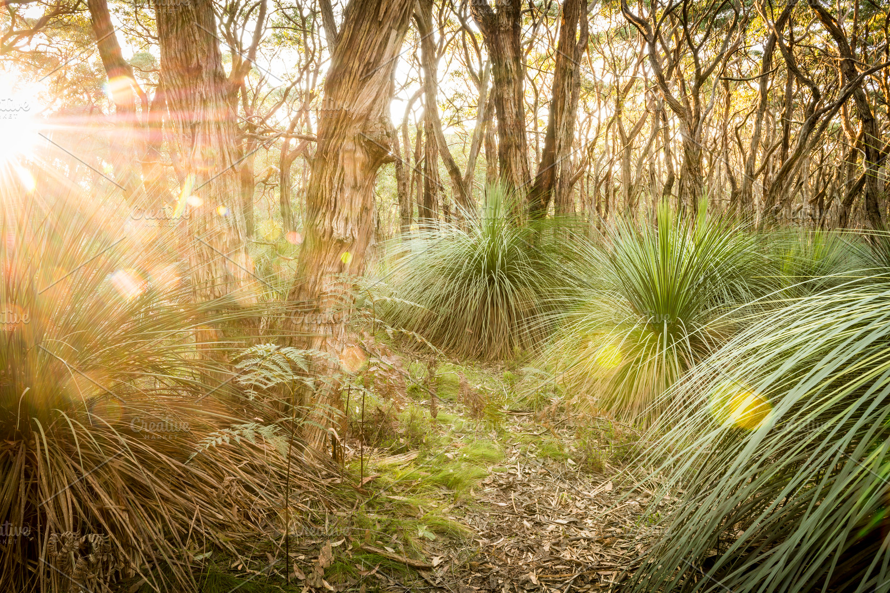 Golden Forest, a Nature Photo by THP Creative