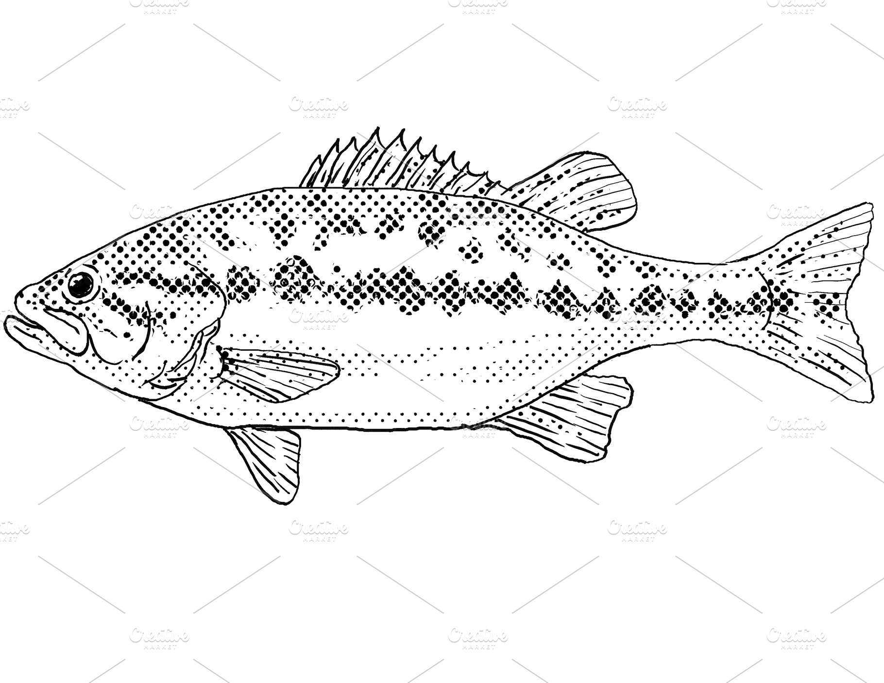 Micropterus henshalli or Alabama bass  Freshwater Fish Cartoon Drawing, an Animal Photo by patrimonio