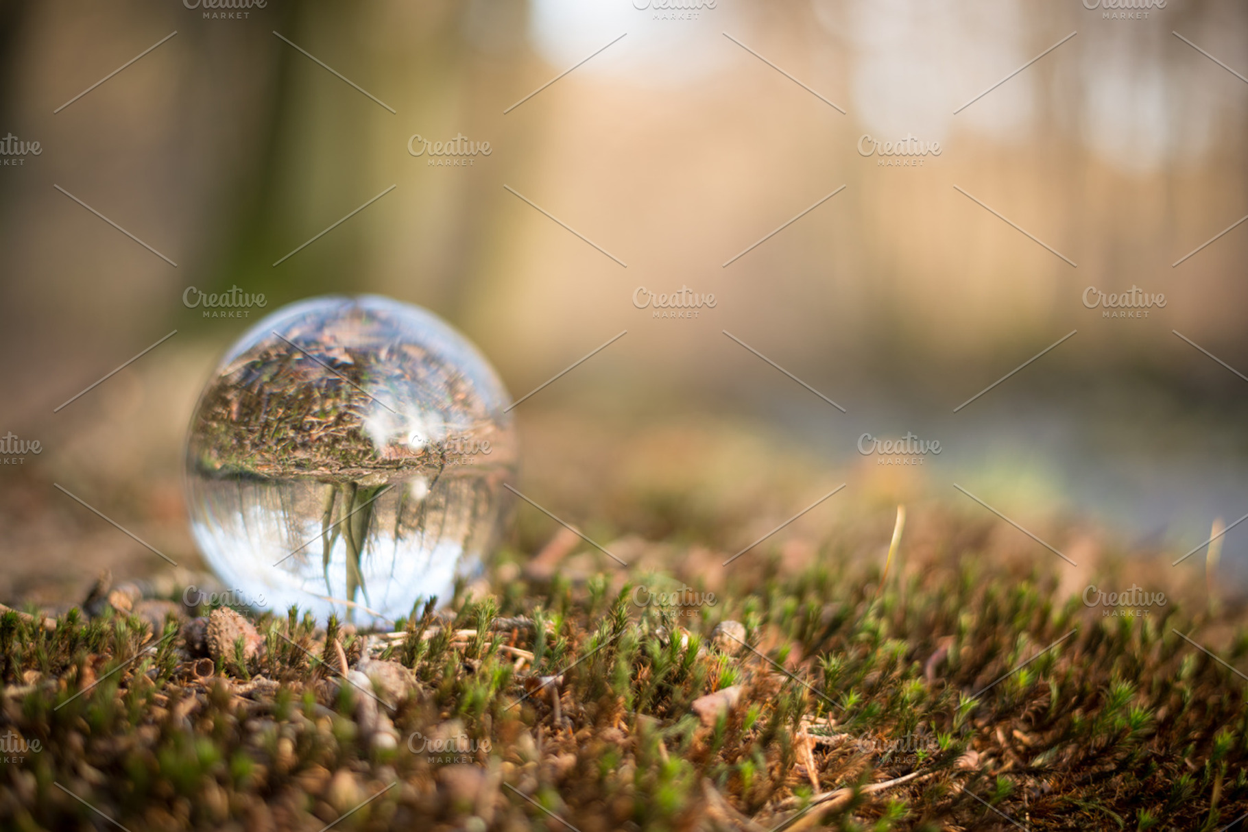 Forest worlds stock photo containing forest and nature, a Nature Photo by Screeny's Photo Bucket