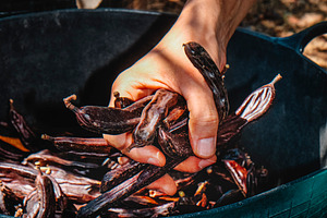 a farmer grabs harvested carob pods in Spain, a Photo by Nito