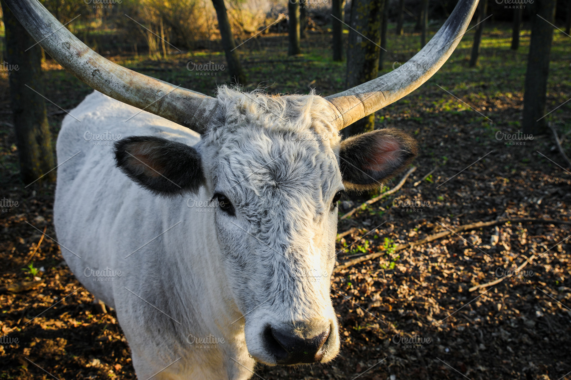 White bull with large upward-curving horns standing in a sunlit, an Animal Photo by Ales Munt