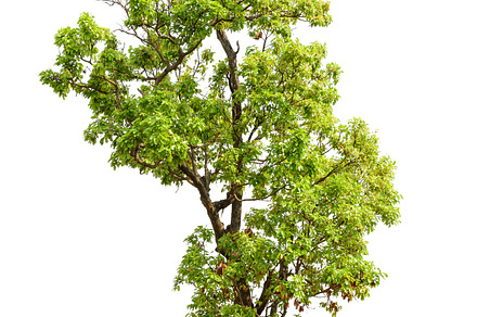 Tree on white background