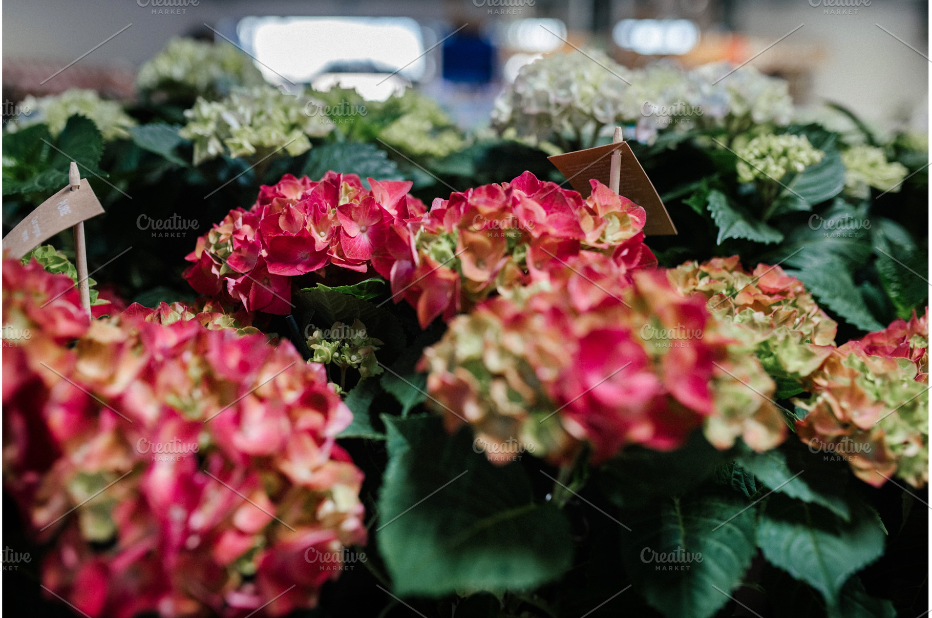 Blooming pink hydrangeas in flower, a Beauty & Fashion Photo by HalfPoint