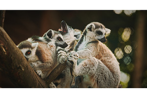 Group of playful lemurs enjoying, an Animal Photo by Our Amazing World