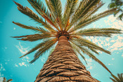 98 Trees view from below, a Nature Photo by Handmadefont (Thumbnail 63 of 98)