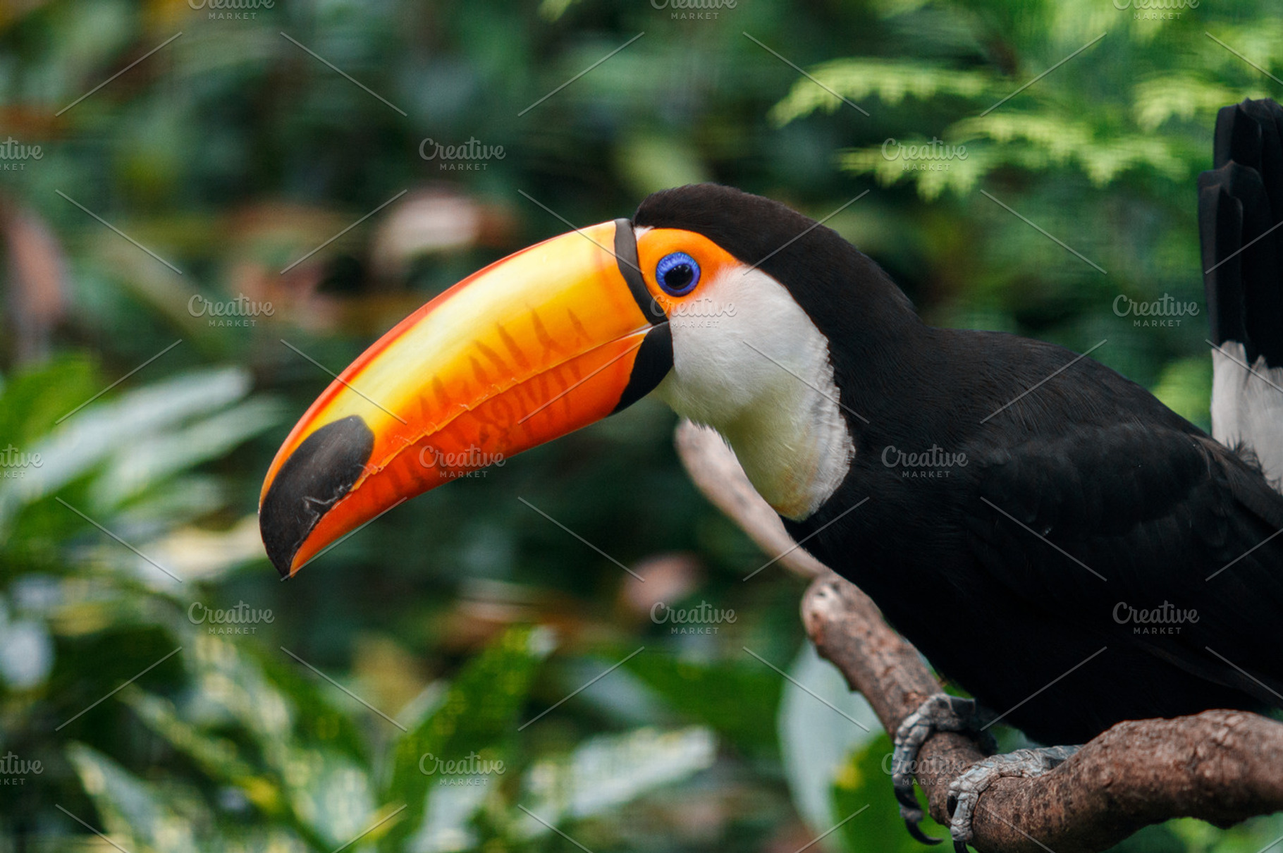 The toucan sits on a branch containing outside, park, and america, an Animal Photo by JS Shop