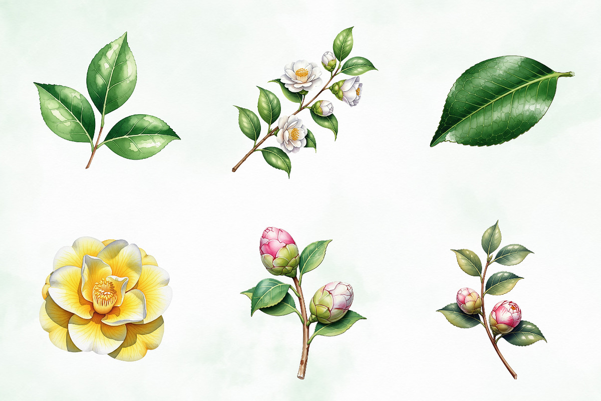 Camellia Flower Bloom PNG Clipart, an Illustration by Creative Art (Photo 4 of 10)