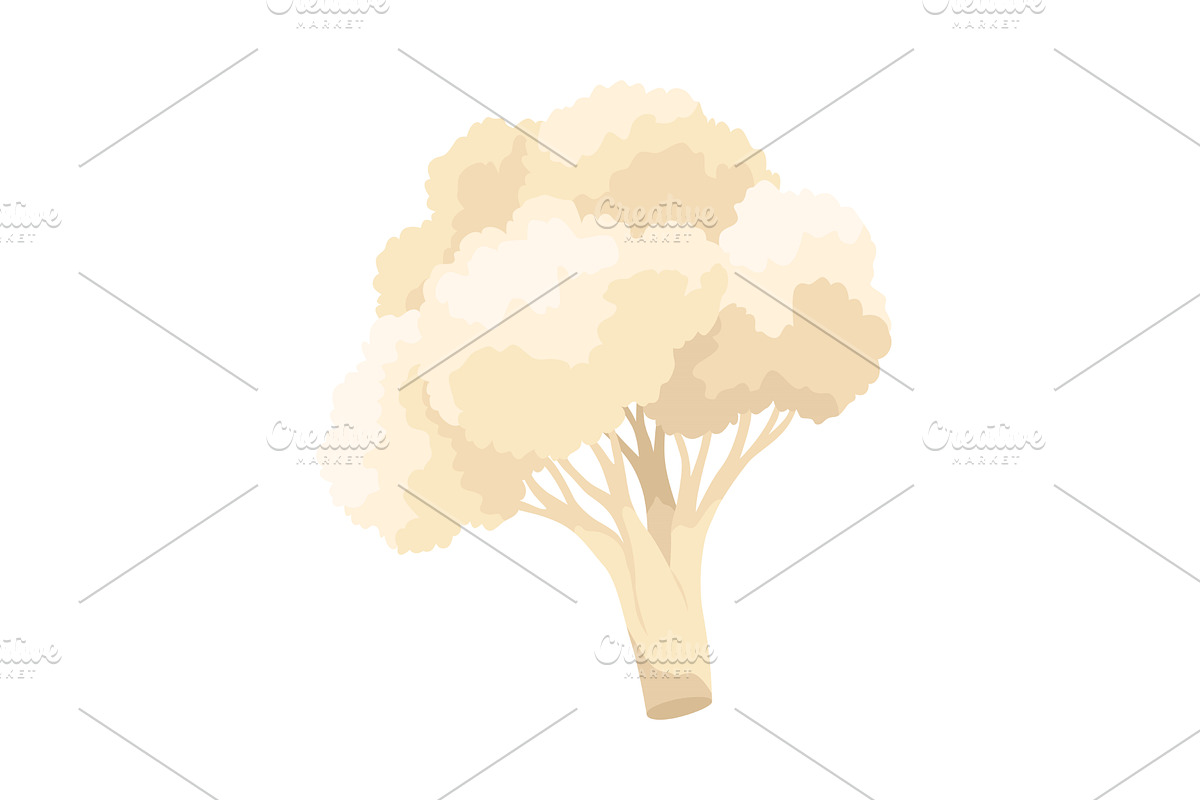 Cauliflower cabbage icon. Vegetable, a Food Illustration by the8monkey
