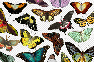 Vintage Butterflies Clip Art