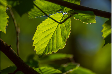 Sunny green leaves, a Nature Photo by Nature and travel