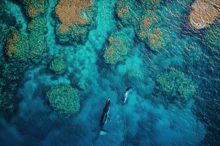Aerial view of whales swimming in tu, a Background Photo by Pixeness