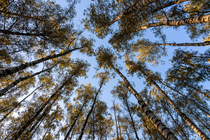 Low angle view of birch trees with autumn yellow leaves against blue sky. Beaut, a Nature Photo by Eugene_Photo