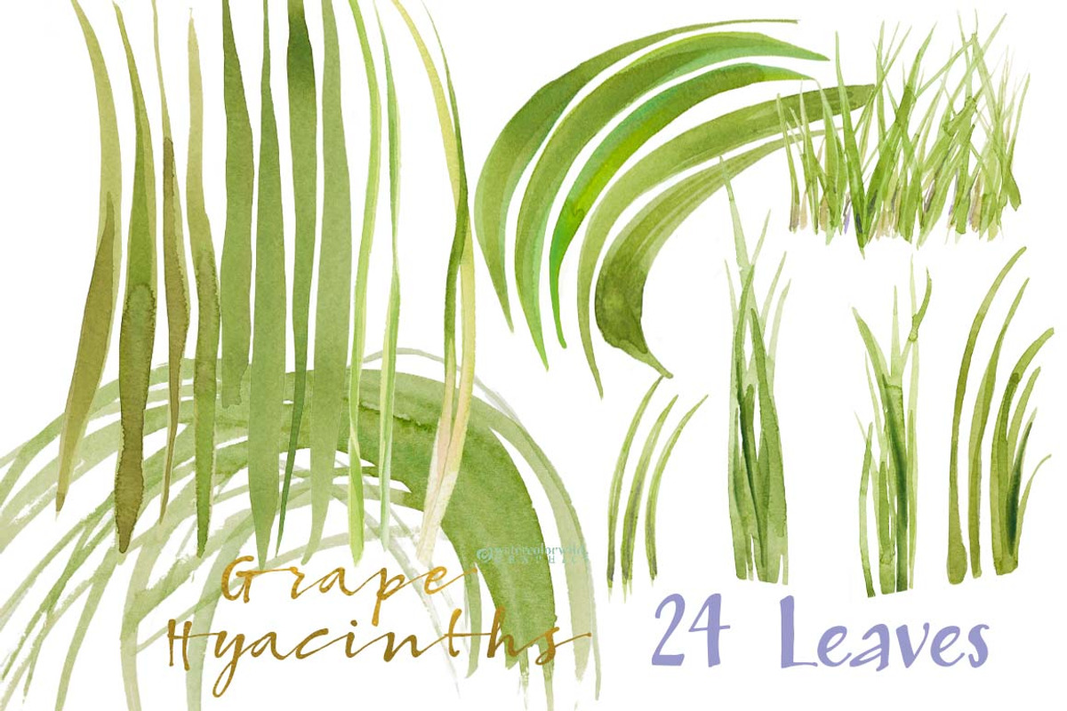 Grape Hyacinths_Blue Spring, an Illustration by watercolorwild.graphics (Photo 6 of 8)