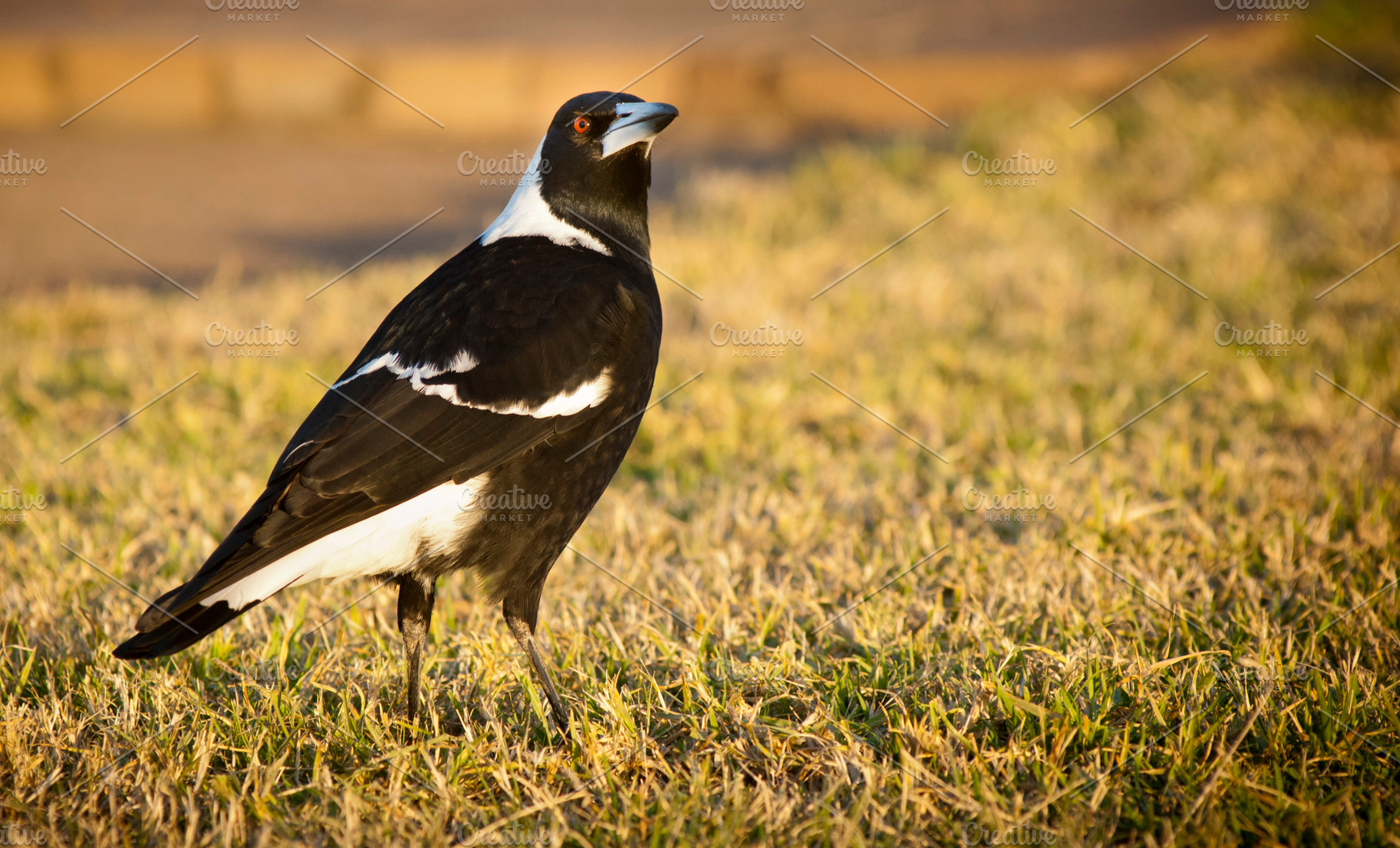 Magpie, an Animal Photo by THP Creative