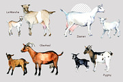 Ultimate Goats: 12 Watercolor Breeds, an Animal Illustration by FineArt (Thumbnail 3 of 8)