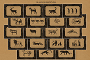 Colonial style Animals posters, an Animal Illustration by Garden in frame (Thumbnail 6 of 11)