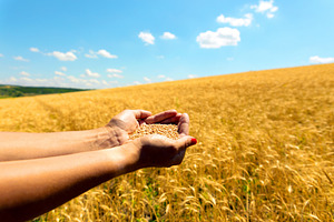 Hands holding wheat grains with a wide view of a golden wheat fi, a Food & Drink Photo by Ales Munt