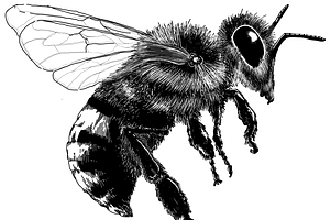 Hand-Drawn Vector Bee Illustration