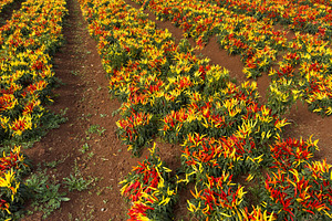 Red And Yellow Chili Plants