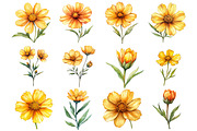 Coreopsis Flower Watercolor Clipart, an Illustration by Watercolor design (Thumbnail 4 of 10)
