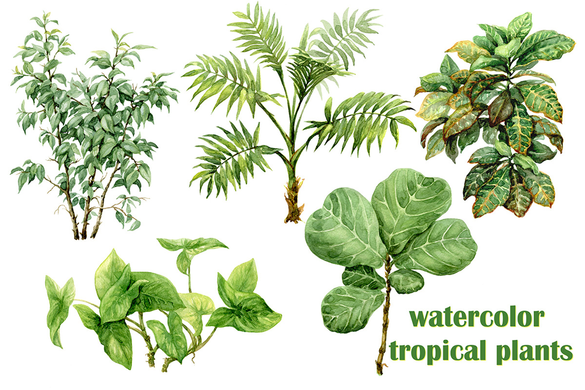 Watercolor Tropical Plants, a Decorative Illustration by Valentyna Smordova (Photo 2 of 6)