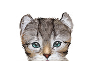 Cats and Kittens, 160 png breeds, an Animal Illustration by Dneprstock (Thumbnail 5 of 11)