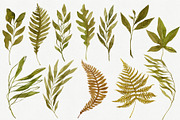 Watercolor Autumn Leaves Bundle, an Illustration by Helga Wigandt (Thumbnail 11 of 18)
