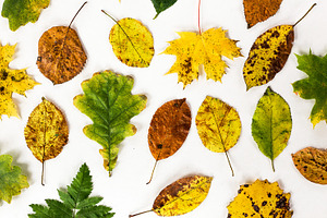 autumn seasonal natural dry leaves